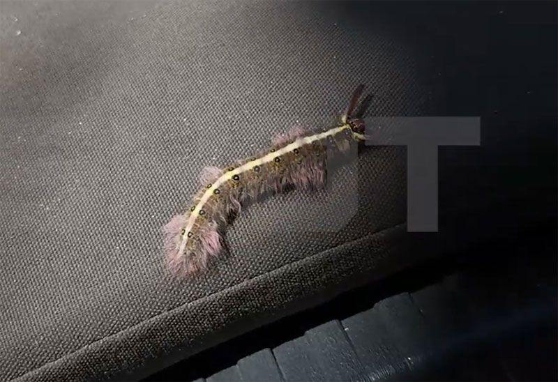 Российскую туристку в Таиланде ужалила ядовитая гусеница | Россиянка получила ожог в Паттайе после встречи с гусеницей Российскую туристку в Таиланде ужалила ядовитая гусеница | Россиянка получила ожог в Паттайе после встречи с гусеницей