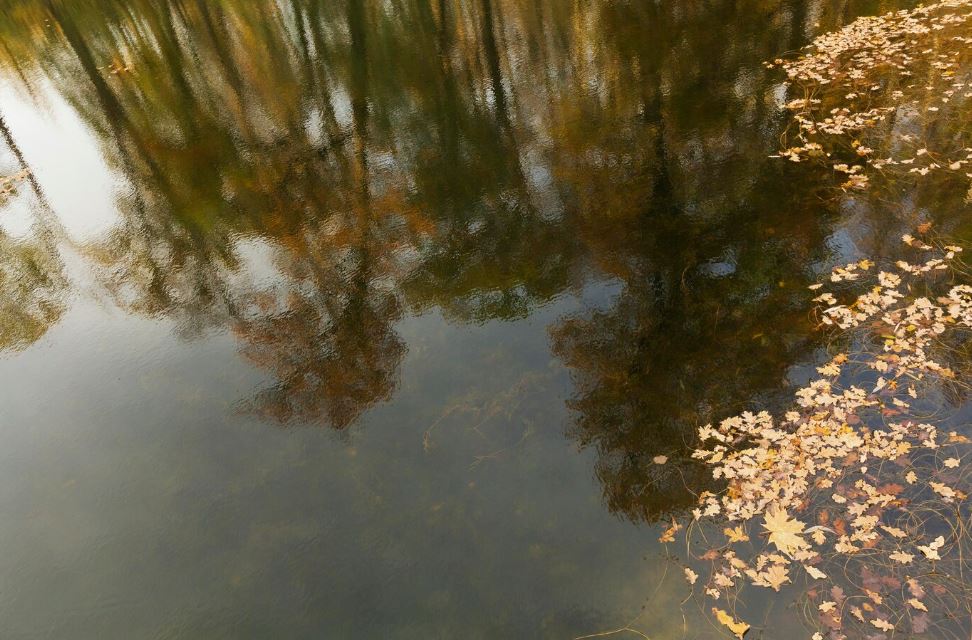 Тела двух детей нашли в пруду в Новой Москве | В Новой Москве нашли тела двух утонувших детей