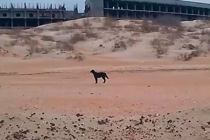 В Анапе новая проблема побережья — бродячие собаки | Бродячие собаки угрожают безопасности на пляжах Анапы В Анапе новая проблема побережья — бродячие собаки | Бродячие собаки угрожают безопасности на пляжах Анапы
