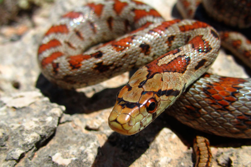 В квартире женщины из Новосибирска нашли 30 змей и 17 белок | Волонтер из Новосибирска приютила в квартире змей, сов и белок В квартире женщины из Новосибирска нашли 30 змей и 17 белок | Волонтер из Новосибирска приютила в квартире змей, сов и белок