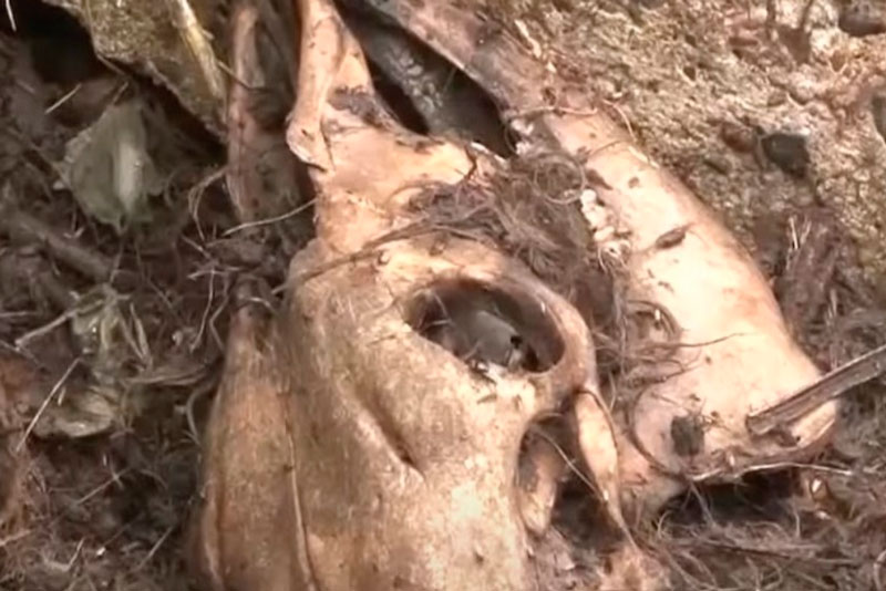 В Калининградской области поблизости от жилых домов обнаружили скотомогильник | В посёлке Дальнее Калининградской области обнаружили кладбище коров