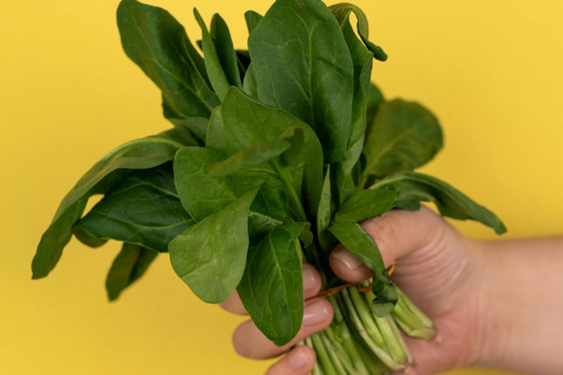 Гастроэнтеролог предупреждает: щавель благотворно влияет на пищеварение, но можно ли его употреблять безопасно? | Гастроэнтеролог Логинов: щавель может приводить к образованию камней в почках Гастроэнтеролог предупреждает: щавель благотворно влияет на пищеварение, но можно ли его употреблять безопасно? | Гастроэнтеролог Логинов: щавель может приводить к образованию камней в почках