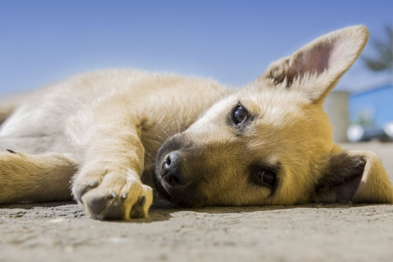 В обществе собаководов сравнили бродячих собак в России с депутатами Госдумы | В обществе собаководов России раскритиковали закон против хозяев собак-убийц В обществе собаководов сравнили бродячих собак в России с депутатами Госдумы | В обществе собаководов России раскритиковали закон против хозяев собак-убийц