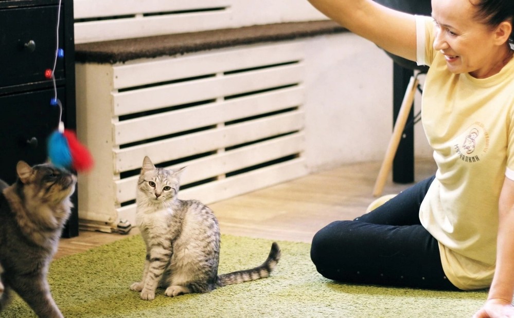 Виды передержки для ваших любимцев Виды передержки для ваших любимцев