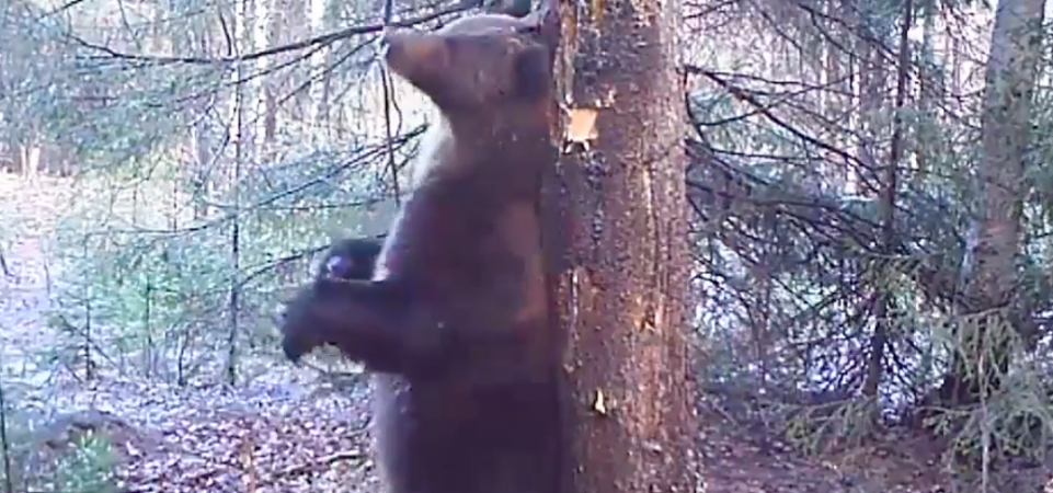 Работники уральского заповедника сняли на видео, пожалуй, самый зажигательный танец медведя. ВИДЕО Работники уральского заповедника сняли на видео, пожалуй, самый зажигательный танец медведя. ВИДЕО