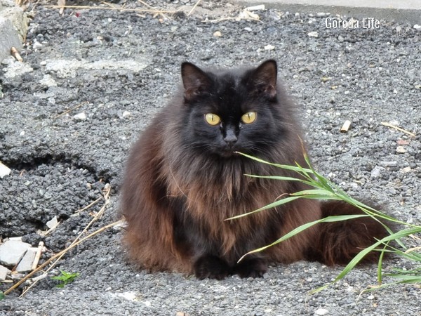 Школьники облили бензином и подожгли кошку в Дагестане | В Махачкале двое школьников облили бензином и подожгли кошку Школьники облили бензином и подожгли кошку в Дагестане | В Махачкале двое школьников облили бензином и подожгли кошку