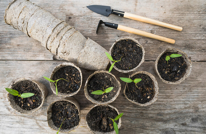 5 лет выращиваю рассаду только так — корни мощные и длинные: эксперт раскрыла главные хитрости 5 лет выращиваю рассаду только так — корни мощные и длинные: эксперт раскрыла главные хитрости