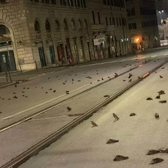 Сотни птиц погибли в Риме из-за праздничных салютов Сотни птиц погибли в Риме из-за праздничных салютов