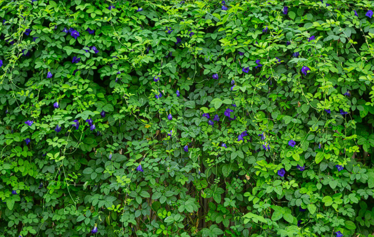 Сажаю один ряд вдоль забора — и через 2 месяца участок не видно: живая изгородь без затрат Сажаю один ряд вдоль забора — и через 2 месяца участок не видно: живая изгородь без затрат