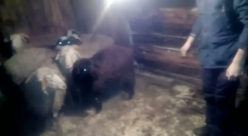 В Иркутской области полицейские вернули фермеру похищенную отару овец