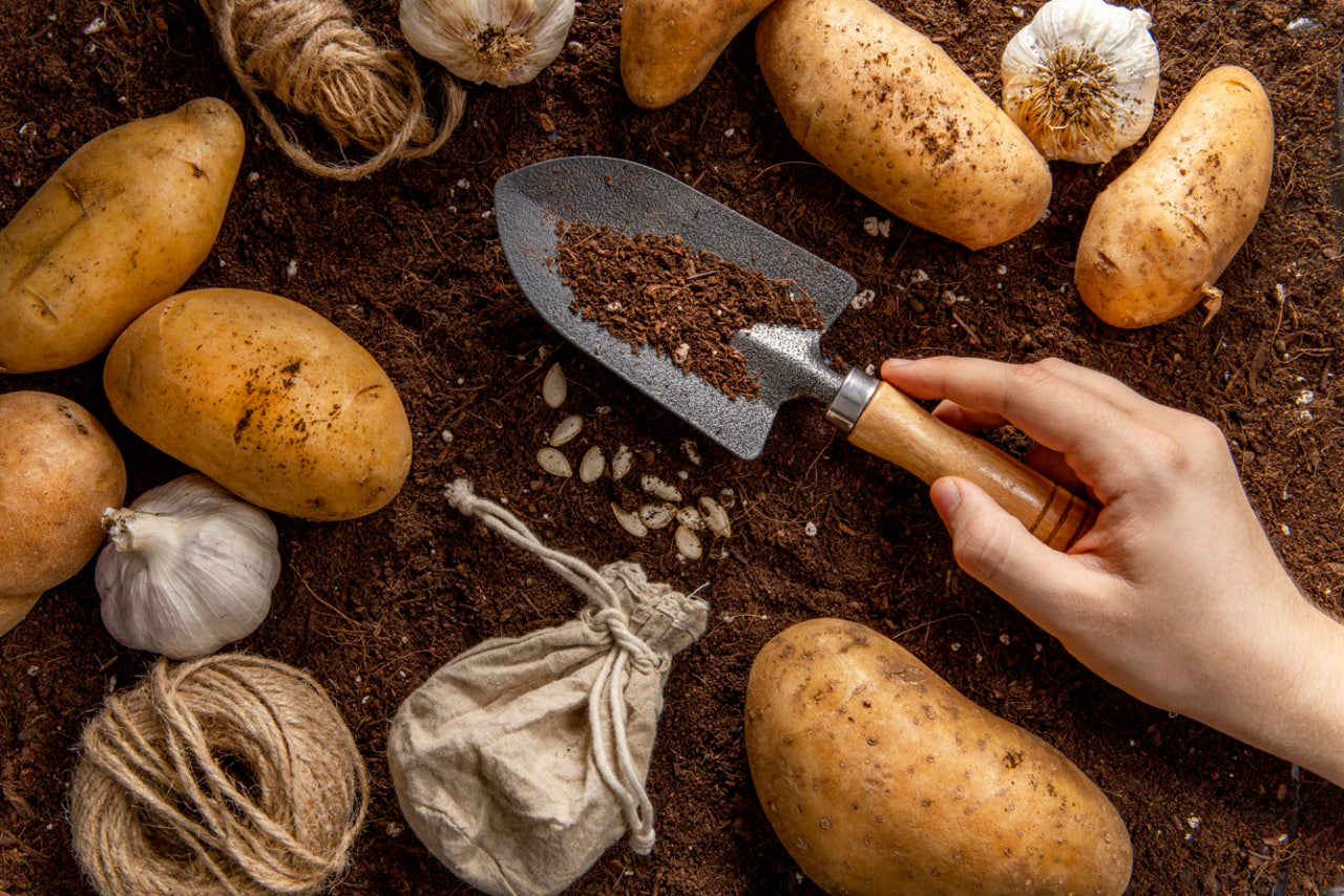 Выращиваешь картошку, но урожай вялый? Эти 5 ошибок убивают его с самого начала - сосед узнал мой секрет и не поверил своим глазам Выращиваешь картошку, но урожай вялый? Эти 5 ошибок убивают его с самого начала - сосед узнал мой секрет и не поверил своим глазам