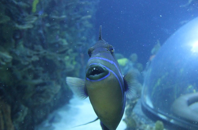 В Египте дайвер стал жертвой агрессивной рыбы-спинорога В Египте дайвер стал жертвой агрессивной рыбы-спинорога