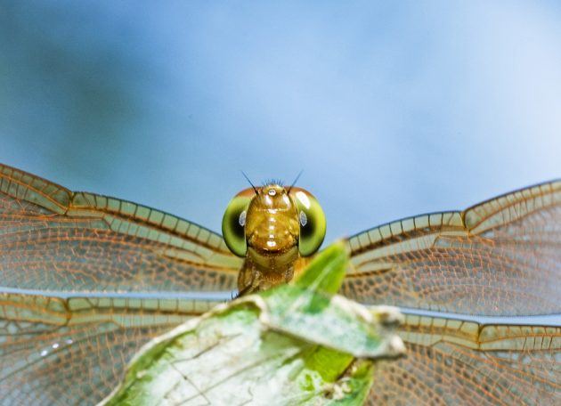 Сколько можно улыбаться: ученые нашли только три варианта улыбки Сколько можно улыбаться: ученые нашли только три варианта улыбки
