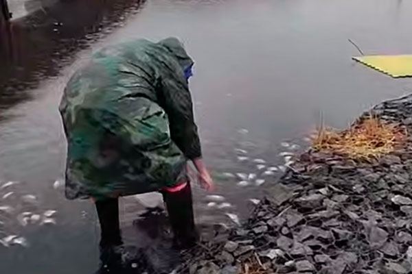 «Массовый мор рыбы»: жители Находки обеспокоены экологической катастрофой | Жители Находки начали сами решать проблему с массовым мором рыбы в озере Солёное