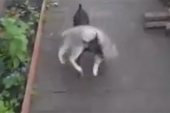 Собака-нянька, воспитывающая непослушного кота, стала героиней интернета Собака-нянька, воспитывающая непослушного кота, стала героиней интернета