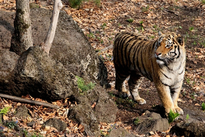 В ресторанах Москвы обнаружено мясо животных из Красной книги В ресторанах Москвы обнаружено мясо животных из Красной книги