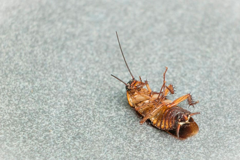 Почему тараканы заползают в уши и как их вынуть: советы терапевта