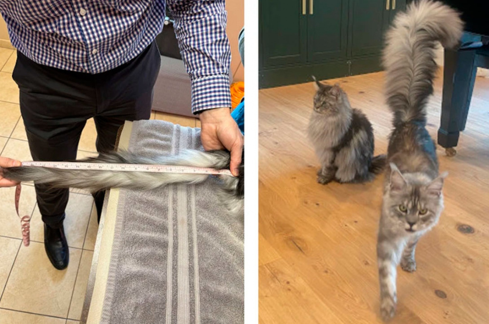 Мейн-кун из США попал в Книгу рекордов Гиннесса за самый длинный хвост | В США нашли самого длиннохвостого в мире кота Мейн-кун из США попал в Книгу рекордов Гиннесса за самый длинный хвост | В США нашли самого длиннохвостого в мире кота