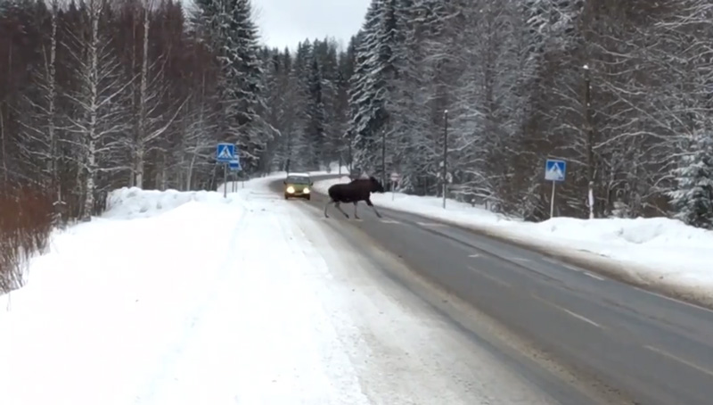 В Карелии лось поразил водителей знанием ПДД. Видео