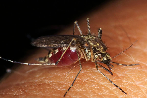 Роспотребнадзор предупредил о возможной вспышке лихорадки Западного Нила | Вирусолог Альштейн объяснил, что лихорадка Западного Нила не станет новой пандемией Роспотребнадзор предупредил о возможной вспышке лихорадки Западного Нила | Вирусолог Альштейн объяснил, что лихорадка Западного Нила не станет новой пандемией