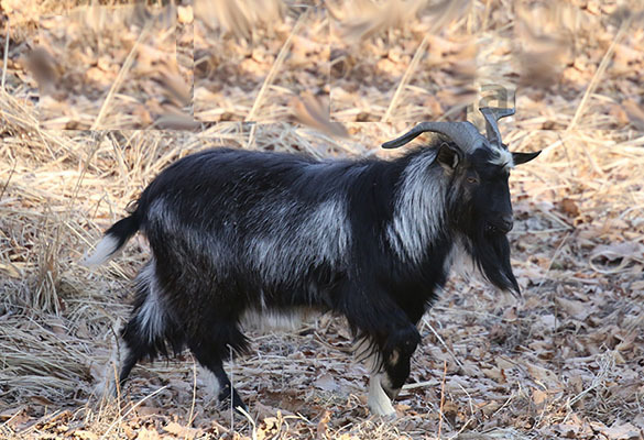 Козлу Тимуру сватают козу по кличке Меркель