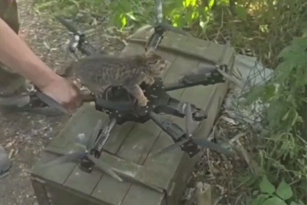 «Кот пилот»: российские военные предоставили котенку опыт полета на дроне в зоне военной операции на Украине | Российские военные в зоне СВО сняли видео полёта котёнка на БПЛА «Кот пилот»: российские военные предоставили котенку опыт полета на дроне в зоне военной операции на Украине | Российские военные в зоне СВО сняли видео полёта котёнка на БПЛА