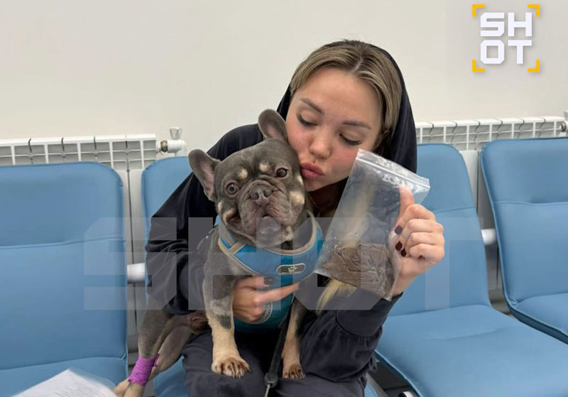 Пёс съел бельё с сушилки: экстренная операция в Петербурге | В Петербурге бульдог съел трусы хозяйки и попал на операцию Пёс съел бельё с сушилки: экстренная операция в Петербурге | В Петербурге бульдог съел трусы хозяйки и попал на операцию