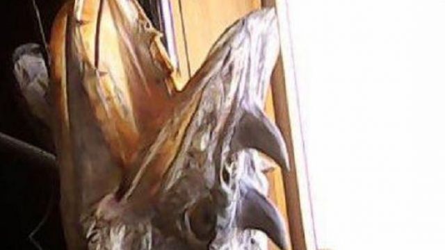 Под Омском выловили рогатых щук-драконов