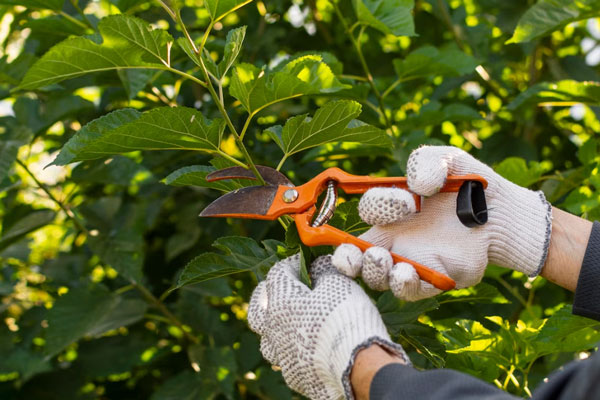 Годами портила урожай ранней обрезкой — пока агроном не открыла секрет: теперь собираю в 2 раза больше Годами портила урожай ранней обрезкой — пока агроном не открыла секрет: теперь собираю в 2 раза больше