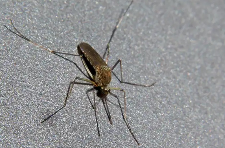 Тьфу на нас: ученые из США намерены бороться с малярией комариной слюной Тьфу на нас: ученые из США намерены бороться с малярией комариной слюной