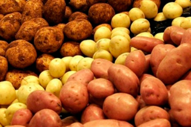 Картофель может рухнуть в цене до 50 рублей уже в августе: экономист назвала причины | Картофель и овощи могут подешеветь в августе из-за свежего урожая Картофель может рухнуть в цене до 50 рублей уже в августе: экономист назвала причины | Картофель и овощи могут подешеветь в августе из-за свежего урожая