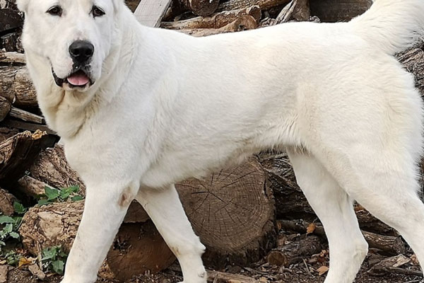В бурятском селе Сотниково два бродячих алабая напали на 13-летнюю девочку | Бродячие алабаи напали на 13-летнюю девочку в Бурятии В бурятском селе Сотниково два бродячих алабая напали на 13-летнюю девочку | Бродячие алабаи напали на 13-летнюю девочку в Бурятии