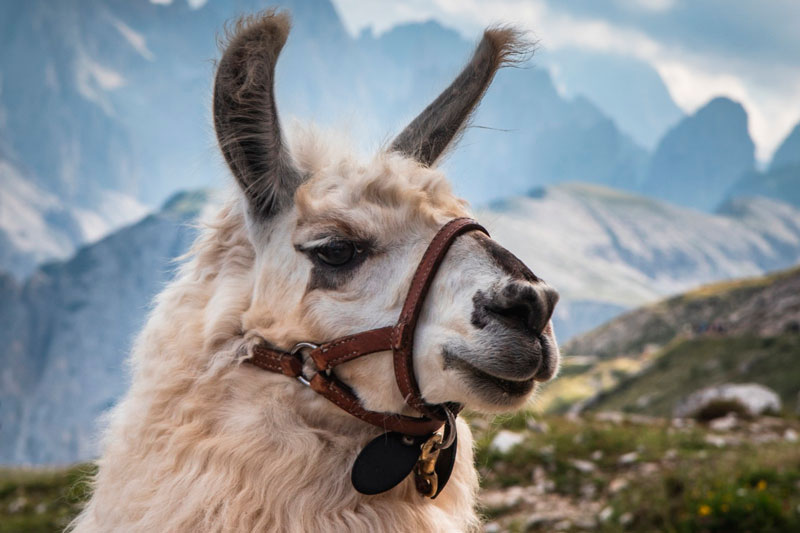 Мясо ламы из Боливии может завоевать российский рынок: власти подали запрос на экспорт | В России на прилавках может появиться мясо ламы из Боливии Мясо ламы из Боливии может завоевать российский рынок: власти подали запрос на экспорт | В России на прилавках может появиться мясо ламы из Боливии