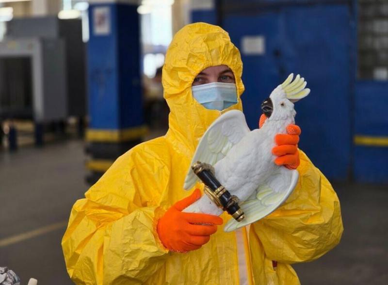 Москвичка получила радиоактивного попугая из Германии: фигурку птицы отправили обратно | Сотрудники ФТС обнаружили радиоактивного попугая в посылке из Германии Москвичка получила радиоактивного попугая из Германии: фигурку птицы отправили обратно | Сотрудники ФТС обнаружили радиоактивного попугая в посылке из Германии