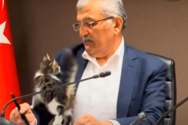 В Турции слишком ласковый котёнок сорвал встречу мэра с избирателями