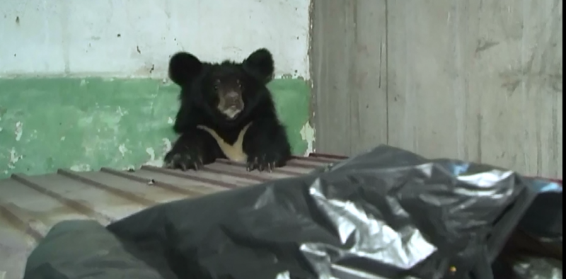 В Приморье полицейские изъяли из жилого сектора двух медвежат, вышедших в город