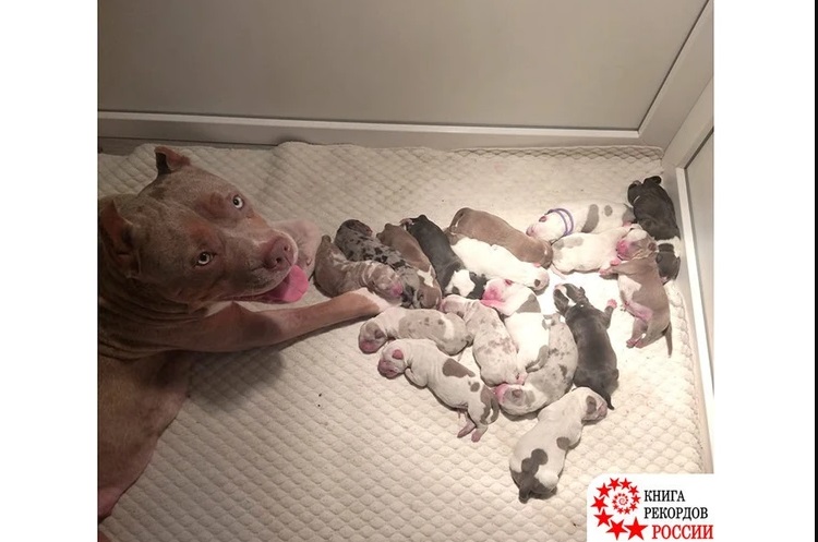 На Урале собака родила 17 щенят и попала в Книгу рекордов России На Урале собака родила 17 щенят и попала в Книгу рекордов России