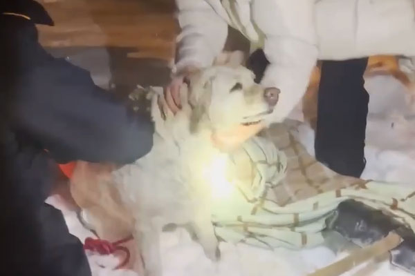 Герои спасли лабрадора: история спасения собаки в Ногинске Герои спасли лабрадора: история спасения собаки в Ногинске