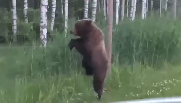 В Ленобласти у медведя случилась паническая атака из-за ограждения, которое мешало вернуться в лес. | Медведь в Ленобласти пытался выбраться на свободу и получил помощь ДПС В Ленобласти у медведя случилась паническая атака из-за ограждения, которое мешало вернуться в лес. | Медведь в Ленобласти пытался выбраться на свободу и получил помощь ДПС