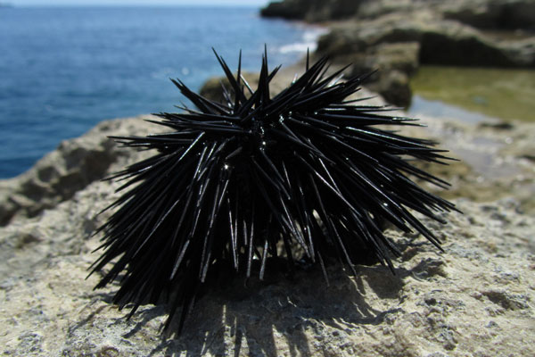 Российские учёные нашли способ лечить метастатический рак при помощи морского ежа Российские учёные нашли способ лечить метастатический рак при помощи морского ежа