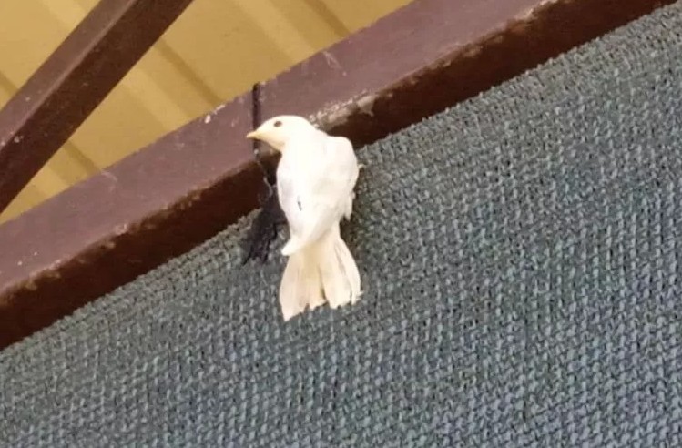 В Ингушетии редкая ласточка-альбинос обосновалась во дворе местного жителя | Редкая ласточка-альбинос поселилась во дворе у жителя Ингушетии В Ингушетии редкая ласточка-альбинос обосновалась во дворе местного жителя | Редкая ласточка-альбинос поселилась во дворе у жителя Ингушетии