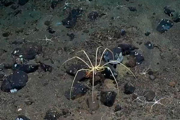 В Антарктике нашли процветающую экосистему с гигантскими морскими пауками | Ученые обнаружили лес губок и гигантских пауков у ледника Георга VI В Антарктике нашли процветающую экосистему с гигантскими морскими пауками | Ученые обнаружили лес губок и гигантских пауков у ледника Георга VI