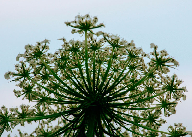 Юрист рассказал, как избавиться от зарослей борщевика | Юрист Рыбченко: для уничтожение борщевика следует обращаться в администрацию Юрист рассказал, как избавиться от зарослей борщевика | Юрист Рыбченко: для уничтожение борщевика следует обращаться в администрацию