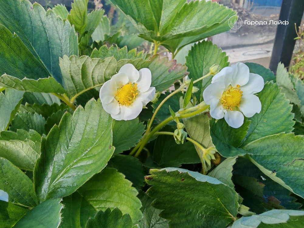 Мартовские посевы: как не упустить старт садового сезона — советы для дачников Мартовские посевы: как не упустить старт садового сезона — советы для дачников