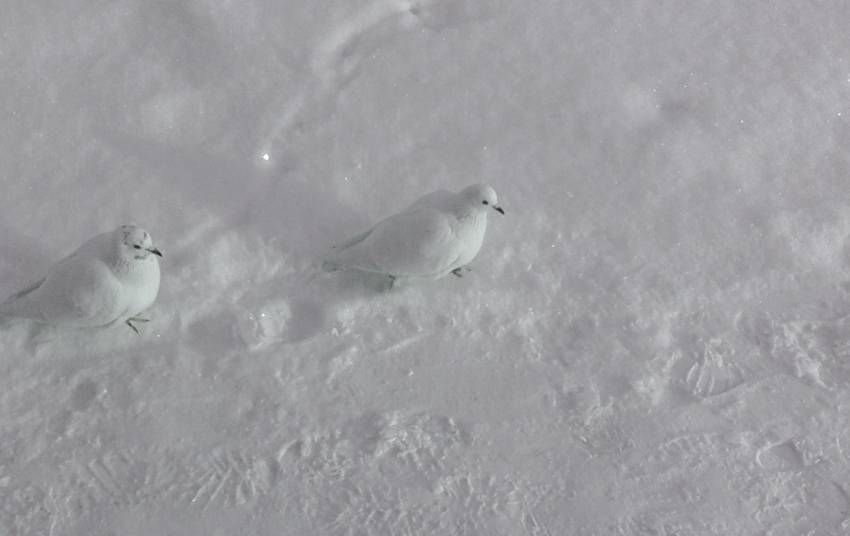В Екатеринбурге воскресная школа "Горлица" встретила Рождество большим концертом В Екатеринбурге воскресная школа "Горлица" встретила Рождество большим концертом