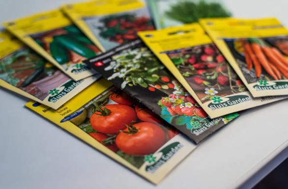 Почему весной не всходит рассада: типичные ошибки дачников Почему весной не всходит рассада: типичные ошибки дачников