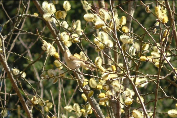Россиян призывают беречь вербу: штрафы до 3500 рублей за ее повреждение | Россиян предупредили о штрафе за сорванную вербу
