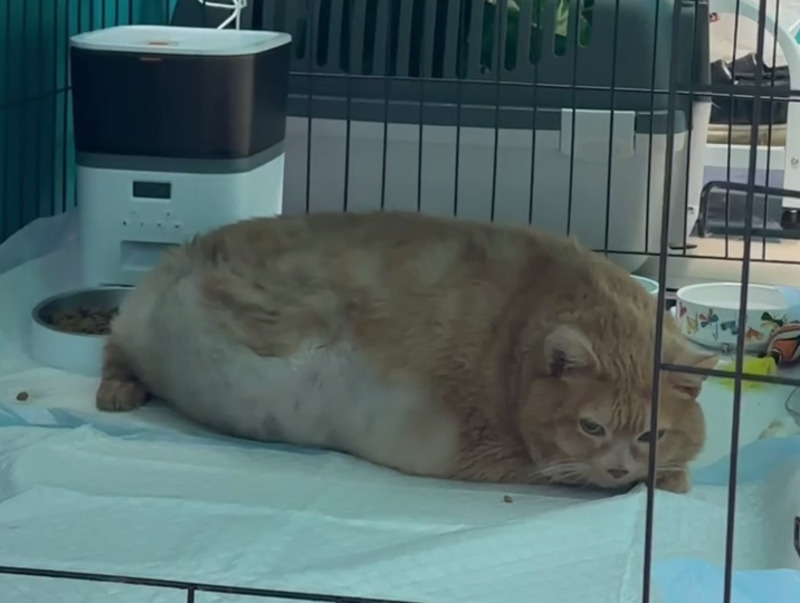 "Возникло резкое кровотечение": в Перми умер толстый кот Крошик, за которым следила вся страна | В Перми умер худеющий кот Крошик, за которым следила вся Россия "Возникло резкое кровотечение": в Перми умер толстый кот Крошик, за которым следила вся страна | В Перми умер худеющий кот Крошик, за которым следила вся Россия