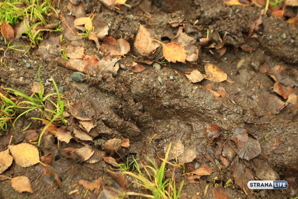 Совсем косолапые «распоясались»: медведи на Урале перестали бояться людей!