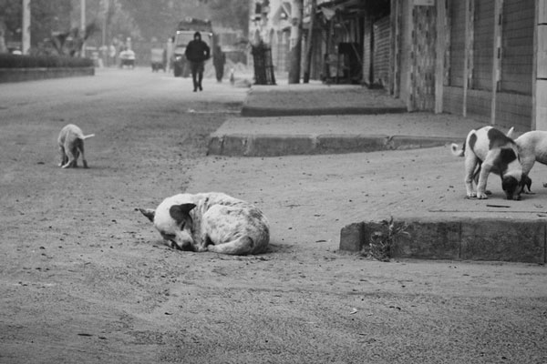 В Иркутской области собаки загрызли 63-летнего мужчину В Иркутской области собаки загрызли 63-летнего мужчину